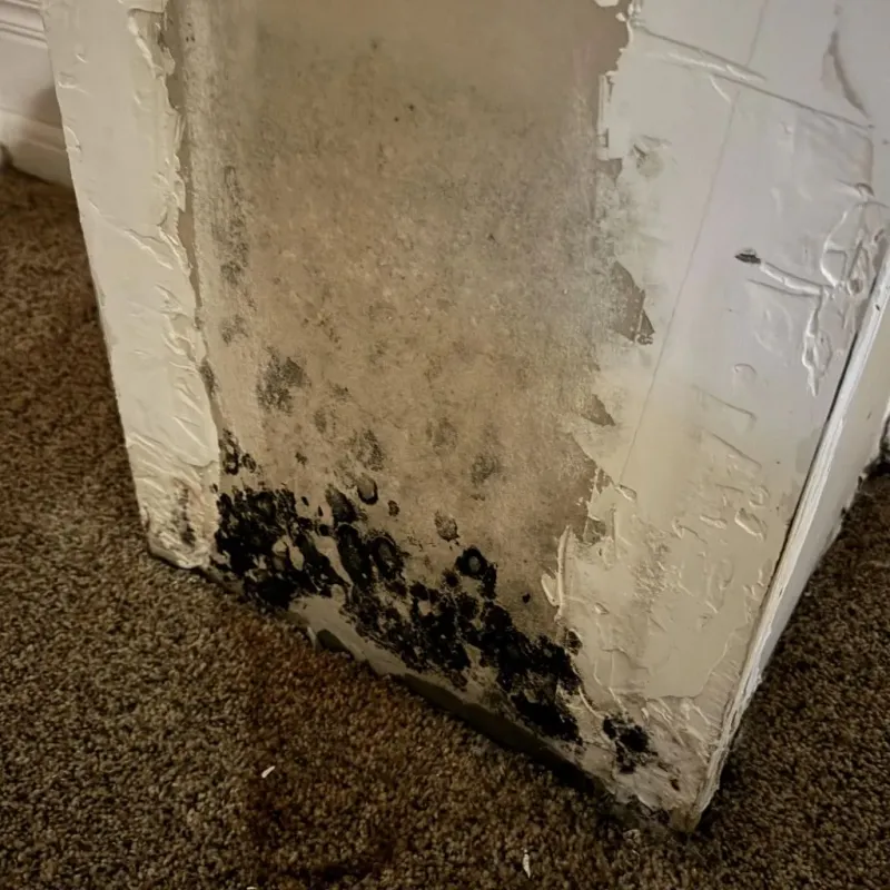 Professional Mold Removal in Powells Crossroads, TN